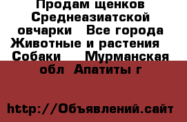 Продам щенков Среднеазиатской овчарки - Все города Животные и растения » Собаки   . Мурманская обл.,Апатиты г.